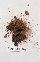 藏品(提燈苔屬)的圖片